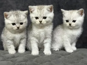 Фото №2 к объявлению №163555 о продаже шотландская (скоттиш страйт) - купить в Беларуси заводчик