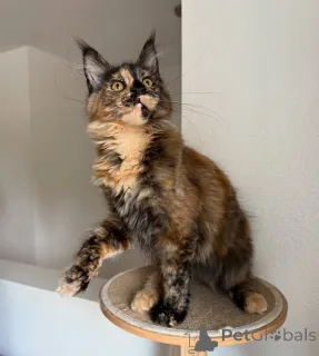 Фото №2 к объявлению №155395 о продаже мейн-кун - купить в Швейцарии частное объявление