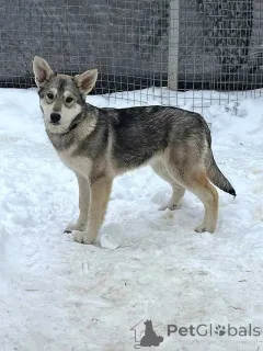 Дополнительные фото: Три щенячьх сердца ищут добрых хозяев