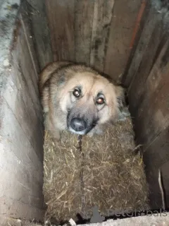 Фото №2 к объявлению №167687 о продаже беспородную - купить в Беларуси частное объявление