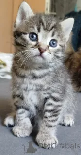 Фото №2 к объявлению №139948 о продаже  - купить в Германии частное объявление