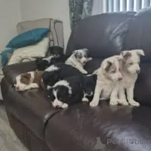 Фото №1. бордер-колли - купить в Брюсселе за 64937₽. Объявление №165227