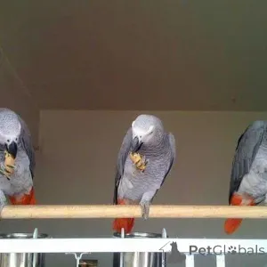 Фото №1. немецкий пинчер, немецкая овчарка, курцхаар, ризеншнауцер - купить в Airlie Beach за договорная. Объявление №145251