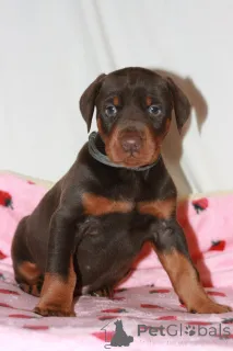 Фото №1. доберман - купить в Бамберг за договорная. Объявление №167548