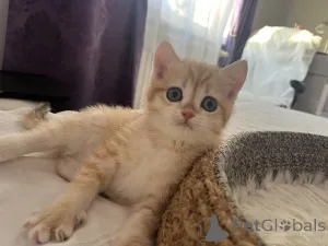 Дополнительные фото: BKH Catten Family Tree Golden Girls готовы забрать