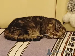 Фото №3.  Внимание! Срочно ищет дом чудесный котик Ричард!. Россия