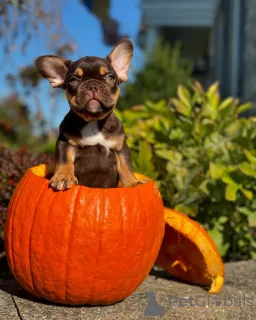 Фото №1. французский бульдог - купить в Мюнхене за 64937₽. Объявление №150638