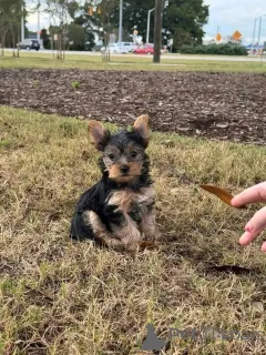 Фото №1.  - купить в Donji Miholjac за договорная. Объявление №161252