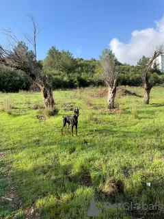 Фото №3. Доберман 11 месяцев. Doberman.  Турция