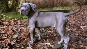 Дополнительные фото: Cane Corso щенки