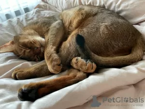 Дополнительные фото: Чаузи chausie котята