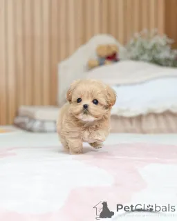 Фото №2 к объявлению №163588 о продаже мальтипу - купить в Германии заводчик