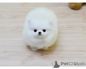 Фото №1. померанский шпиц - купить в Франкенберг за договорная. Объявление №161030