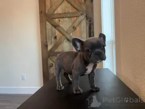 Фото №1.  - купить в Хинтон за 67401₽. Объявление №163118