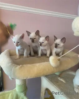 Фото №1. сиамская - купить в Bietigheim-Bissingen за 32468₽. Объявление №153103