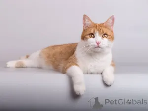 Фото №1.  - купить в Химках за Бесплатно. Объявление №161799