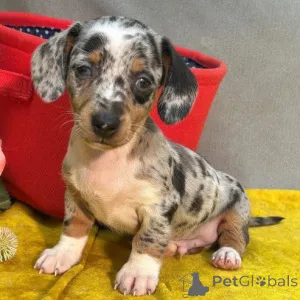 Фото №2 к объявлению №166173 о продаже таксу - купить в Германии частное объявление