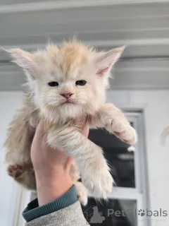 Фото №4. Продам  в Эелс заводчик - цена договорная