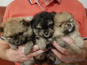 Фото №2 к объявлению №158746 о продаже померанского шпица - купить в Германии 