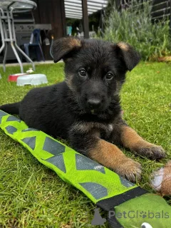Дополнительные фото: Schäferhund-Welpen zu verkaufen