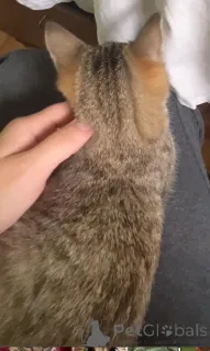 Дополнительные фото: Это Салинка! Чудесная нежная девочка!