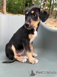 Фото №2 к объявлению №147054 о продаже ксолоитцкуинтли - купить в Бельгии заводчик