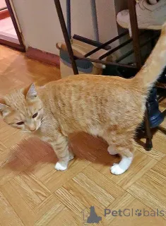 Фото №2 к объявлению №162779 о продаже  - купить в России частное объявление