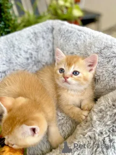 Фото №2 к объявлению №140155 о продаже шотландская вислоухая (скоттиш фолд) - купить в США частное объявление