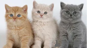 Фото №1. британская короткошёрстная - купить в Веспе-Сур-Семоа за договорная. Объявление №160488