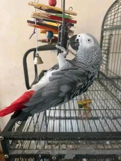 Фото №1.  - купить в Огайо за 80881₽. Объявление №161305