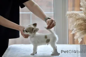 Фото №1. чихуахуа - купить в Воронеже за 185534₽. Объявление №138216