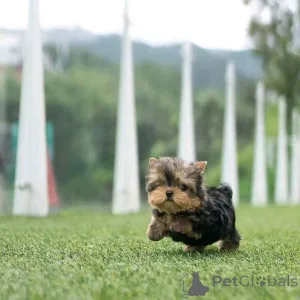 Фото №3. Продаются щенки йорков447450021323.  Финляндия