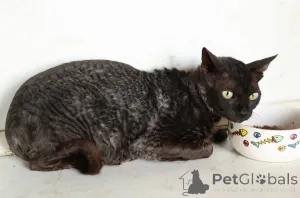 Фото №4. Продам корниш рекса в Химках из приюта - цена Бесплатно