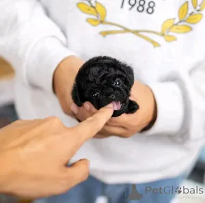 Фото №2 к объявлению №137542 о продаже пуделя (той) - купить в США заводчик