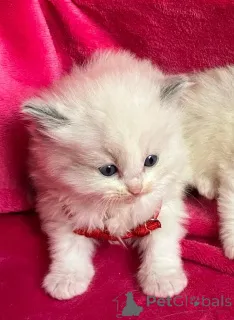 Дополнительные фото: Высококачественный турецкий ангорский котенок