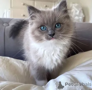 Фото №4. Продам рэгдолла в Они были заводчик - цена договорная