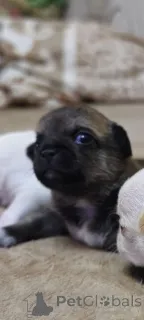 Фото №1. чихуахуа - купить в Липецке за 7000₽. Объявление №147270