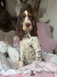 Фото №1. английский спрингер-спаниель - купить в CZęstochowa за 371068₽. Объявление №145456