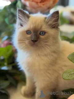 Фото №3. Яркая, смелая и красивая Руби сияет, куда бы она ни пошла.. Нидерланды