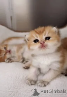 Фото №1. британская короткошёрстная - купить в Праге за 78852₽. Объявление №151264