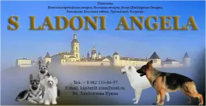 Фото №1. восточноевропейская овчарка, китайская хохлатая собака - купить в Екатеринбурге за договорная. Объявление №2891