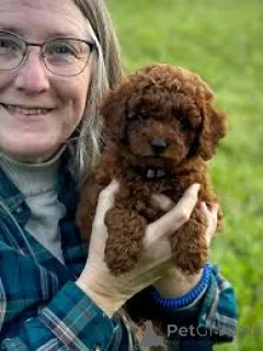 Фото №1. пудель (карликовый) - купить в Брюсселе за 69575₽. Объявление №167725