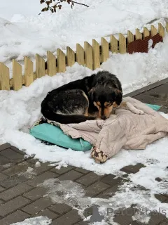 Фото №1. беспородная - купить в Минске за Бесплатно. Объявление №165753