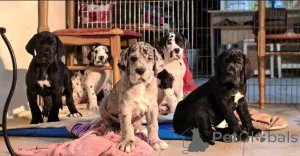 Фото №4. Продажа немецкого дога в Валево  - цена договорная