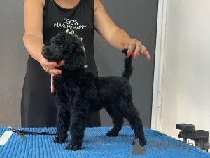 Дополнительные фото: Стандартный пудель