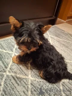 Фото №4. Продажа бивер-йоркширского терьера, йоркширского терьера в Риге частное объявление, из питомника, заводчик - цена 55660₽