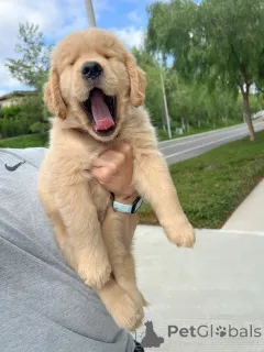 Фото №1. золотистый ретривер - купить в Колоне за договорная. Объявление №158048