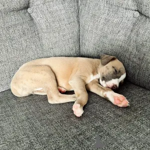 Фото №3. Grazioso Cucciolo di Whippet Gentile, Giocoso e pronto a trovare una casa.  Германия