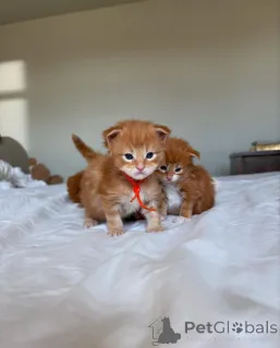 Фото №2 к объявлению №150609 о продаже мейн-кун - купить в Германии из приюта, заводчик