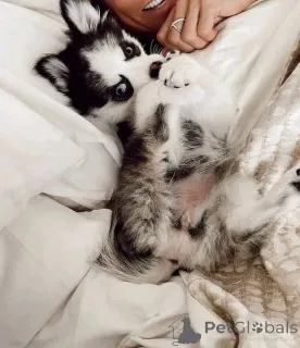 Фото №3. Готов к работе!! ищу семью, которая будет любить и брать их в качестве.  США